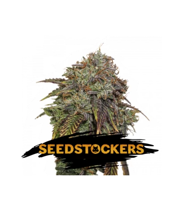 Auto Gelato 41 - Seedstockers.