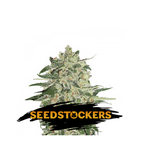Big Bud - Seedstockers.