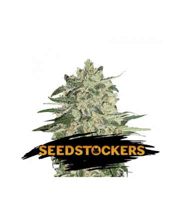 Big Bud - Seedstockers.