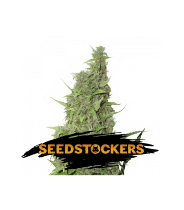 BCN Power Plant - Seedstockers.