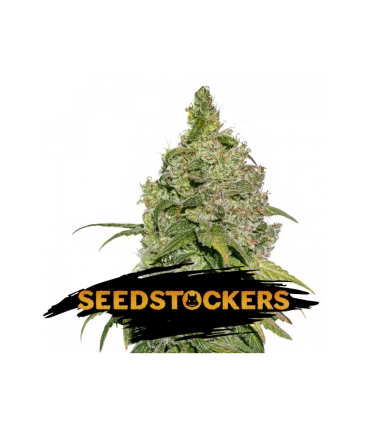 Do Si Dos - Seedstockers.