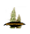 Santa Marta Haze - Seedstockers.