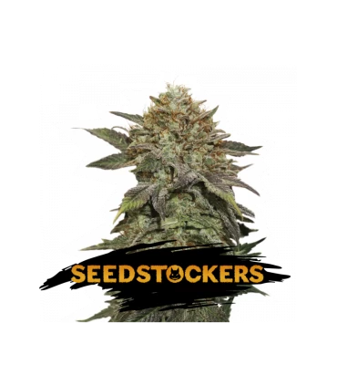 Fruit Cake - Seedstockers.