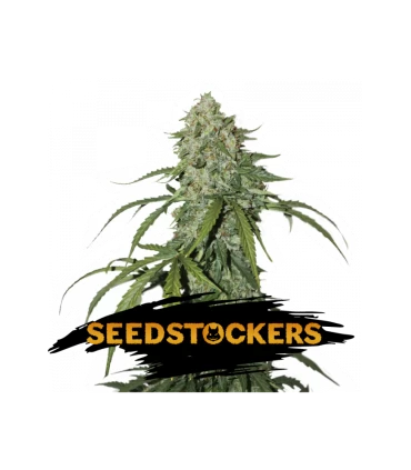 Auto CBD 1:1 Silver Lime Haze - Seedstockers.