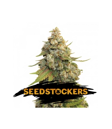 Golden Lemon Haze - Seedstockers.
