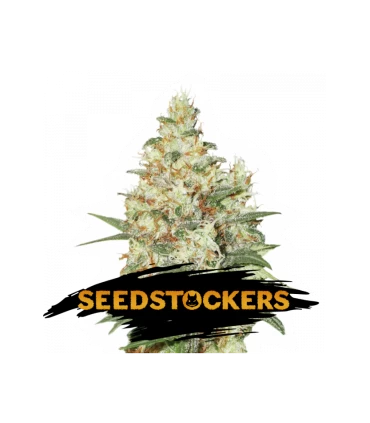 O.G. Kush - Seedstockers.