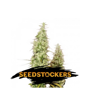 Auto Santa Marta Haze - Seedstockers.