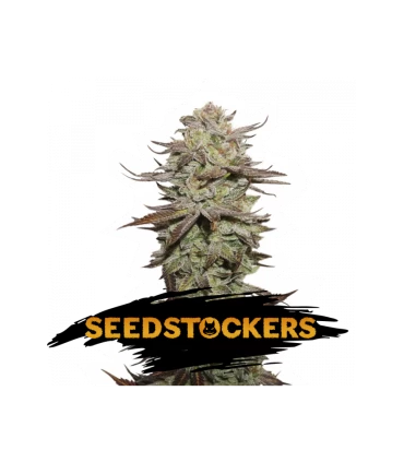 Auto Sticky Fingers - Seedstockers.