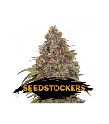 Auto Blackberry Gum - Seedstockers.