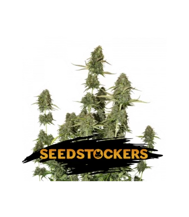 Auto BCN Power Plant - Seedstockers.