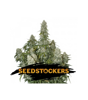 Auto Big Bud - Seedstockers.
