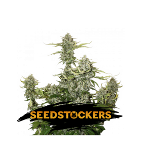 Auto Candy Dawg - Seedstockers.