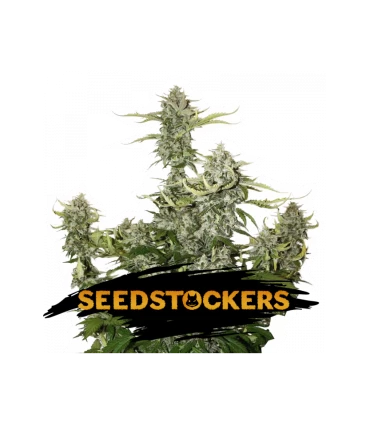 Auto Candy Dawg - Seedstockers.