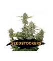 Auto Candy Dawg - Seedstockers.