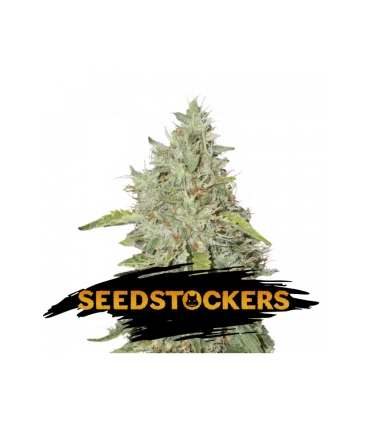 Northern Lights - Seedstockers.