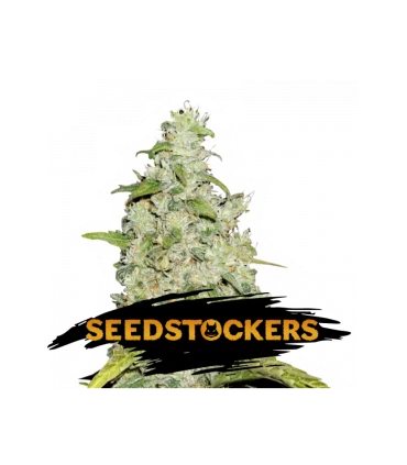 Amnesia - Seedstockers.