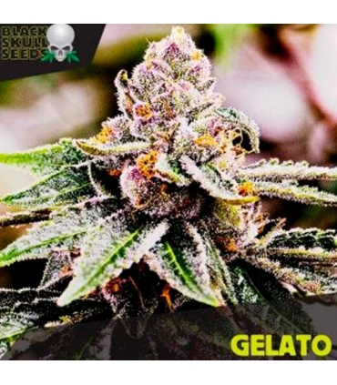 Gelato - Black Skull Seeds. - Kayamurcia.es