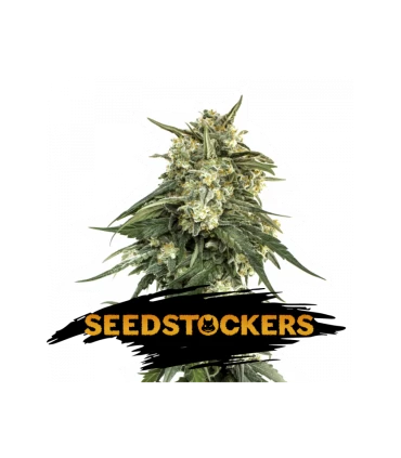 BCN Critical XXL Fast - Seedstockers.