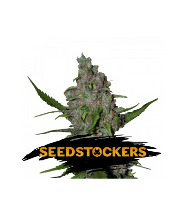 Gelato 41 Fast - Seedstockers.