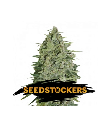 Super Skunk - Seedstockers.