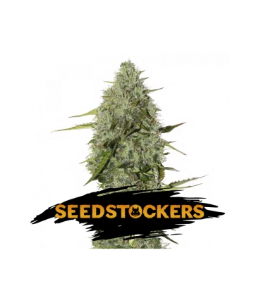 Auto BCN Critical XXL - Seedstockers.