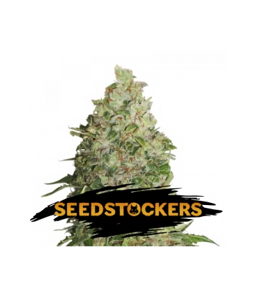 BCN Critical XXL - Seedstockers.