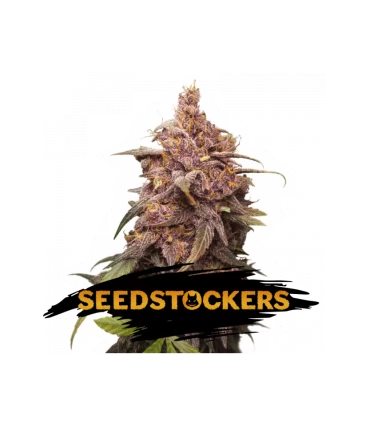 Purple Punch - Seedstockers.