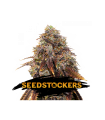 Gelato 41 - Seedstockers.