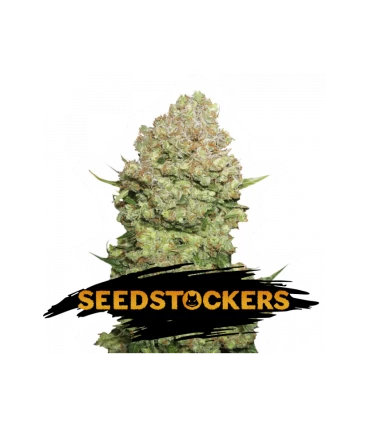 White Widow - Seedstockers.