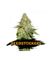 Sherbet - Seedstockers.