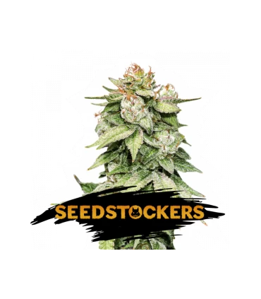 Auto Gorilla Glue - Seedstockers.