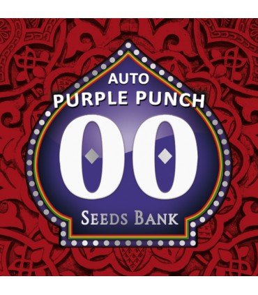 Auto Purple Punch - 00 Seeds.