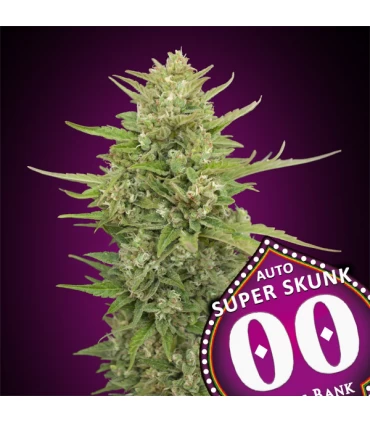 Auto Super Skunk - 00 Seeds.