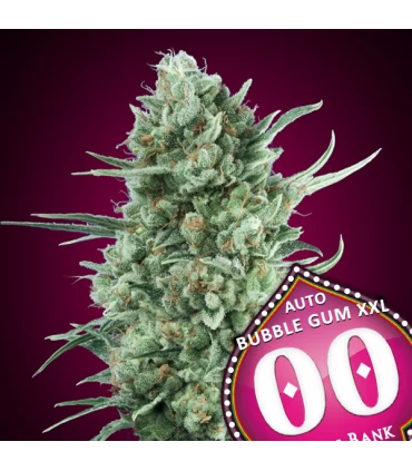Auto Bubble Gum XXL - 00 Seeds.