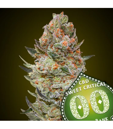 Sweet Critical CBD - 00 Seeds.