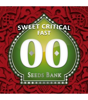 Sweet Critical Fast - 00 Seeds.