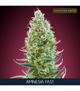 Amnesia Fast - Advanced Seeds.
