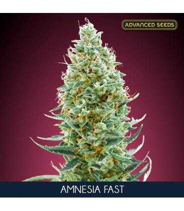 Amnesia Fast - Advanced Seeds.