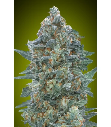 Auto Critical Lemon CBD - Advanced Seeds.