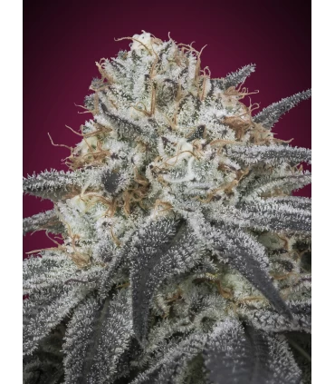 Auto Slurricane - Advanced Seeds.