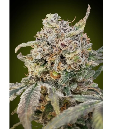 Auto Somango Glue - Advanced Seeds.