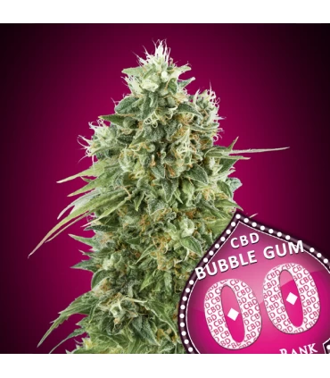 Bubble Gum CBD - 00 Seeds.
