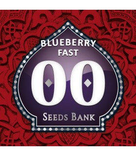 Blueberry Fast - 00 Seeds.