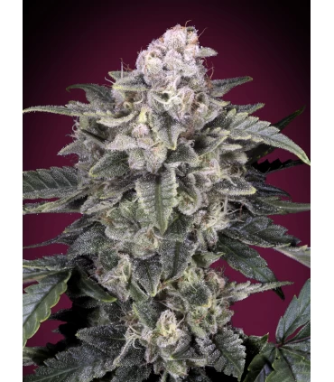 Slurricane - Advanced Seeds.