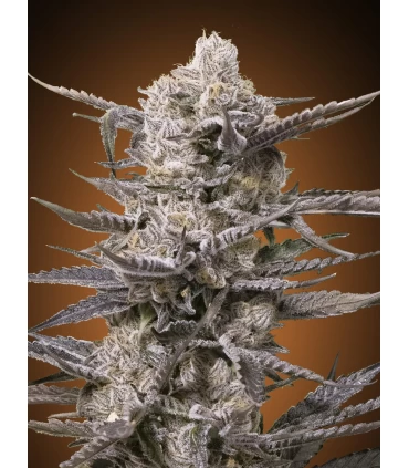 Watermelon OG - Advanced Seeds.