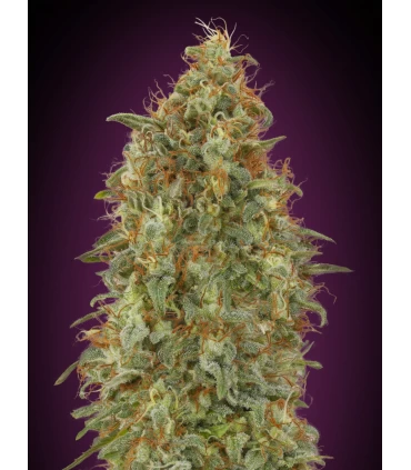 Zkittlez Fast - Advanced Seeds.
