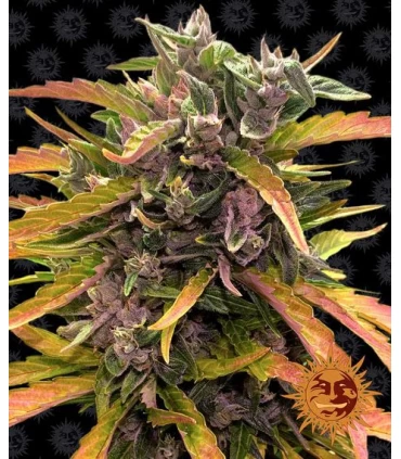 Auto Gorilla Glue - Barney's Farm.
