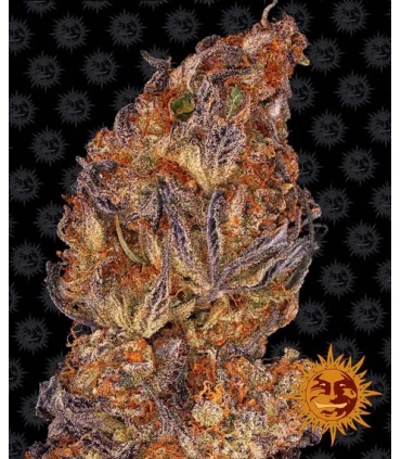 Auto Runtz - Barney's Farm.