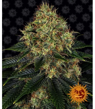 Auto Skywalker OG - Barney's Farm.
