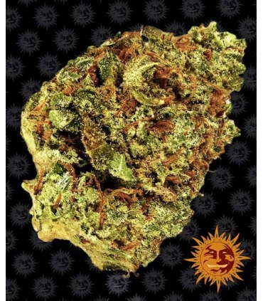 Auto Watermelon Zkittlez - Barney's Farm.